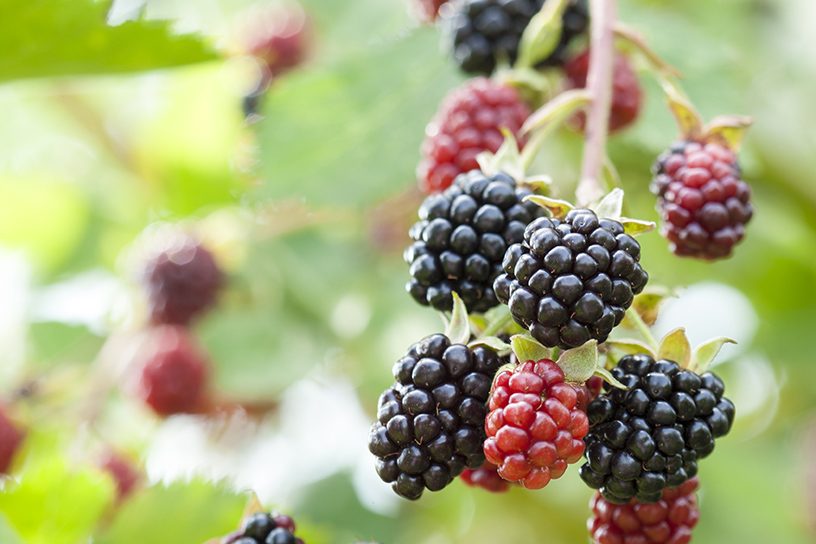 Bramen aan de struik